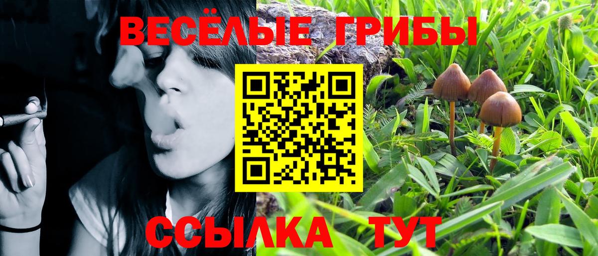 Псилоцибиновые грибы GOLDEN TEACHER  Вход с VPN  Псилоцибиновые грибы Psilocybine cubensis  Йошкар-Ола 